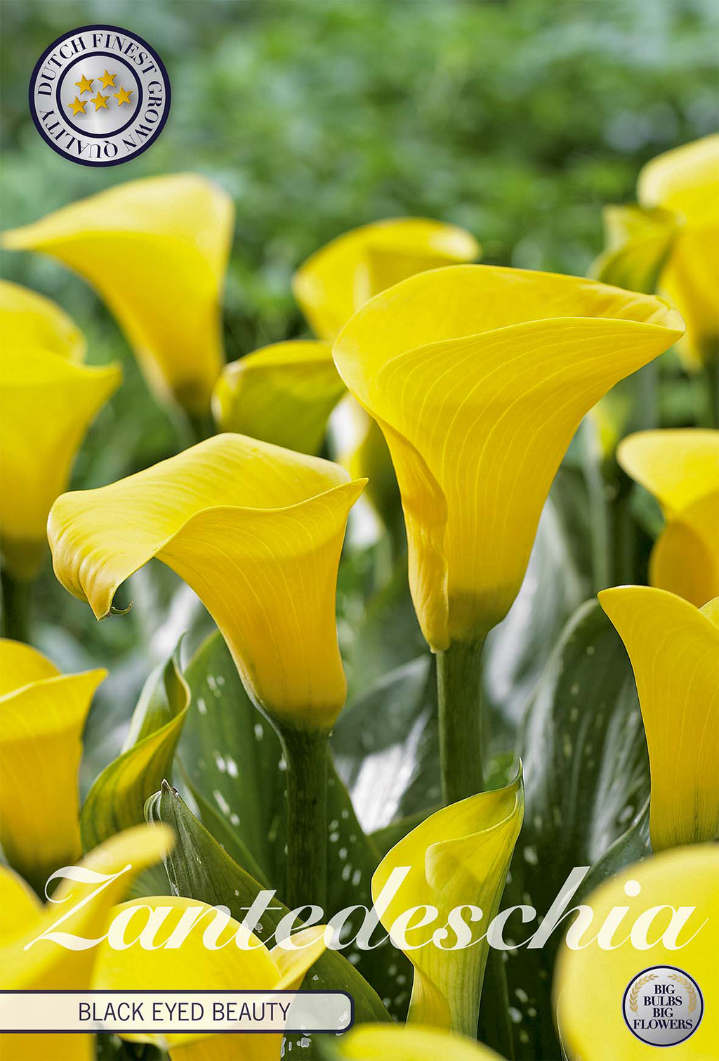 Zantedeschia Zwarte Oog Schoonheid