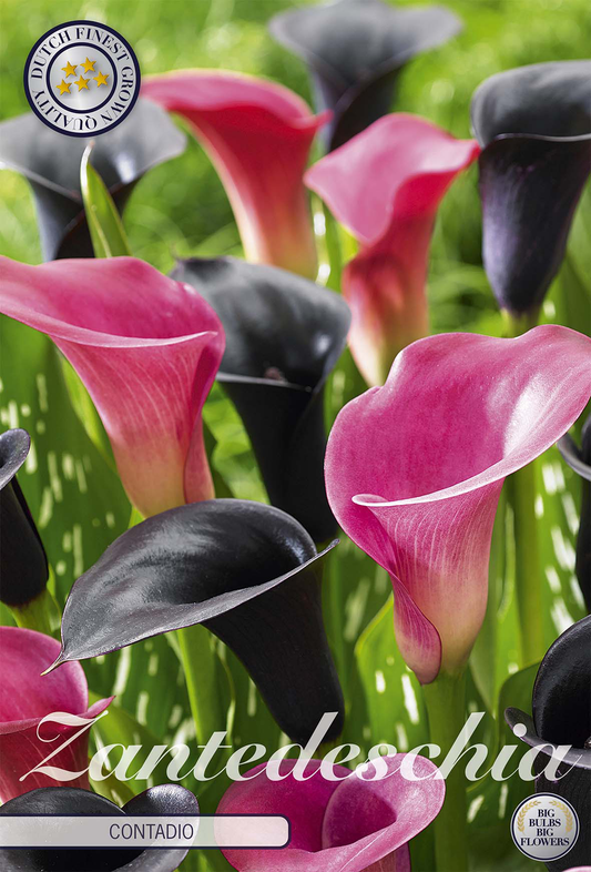Zantedeschia Contadio