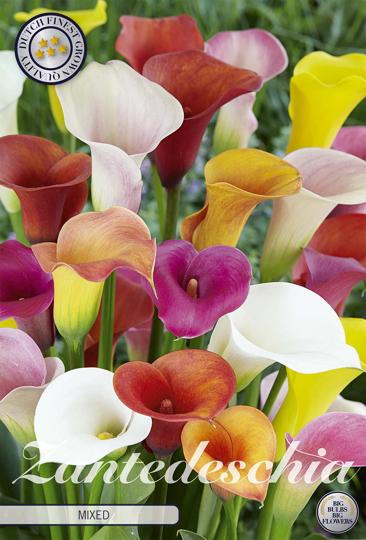 Zantedeschia gemengd