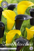Zantedeschia Vitessa Geel Zwart
