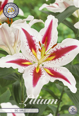 Lilium Grote Glimlach
