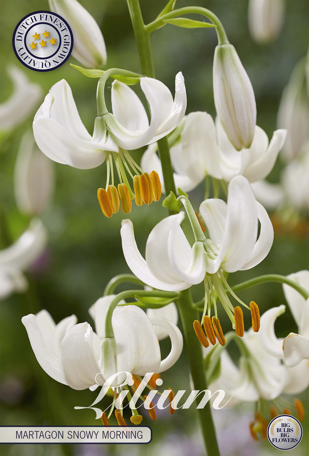 Lilium Martagon Sneeuwochtend