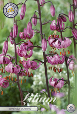 Lilium Manitoba Ochtend