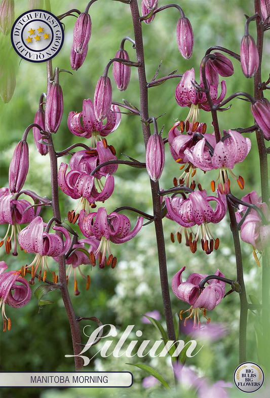 Lilium Manitoba Morning