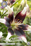 Lilium Nettys Trots