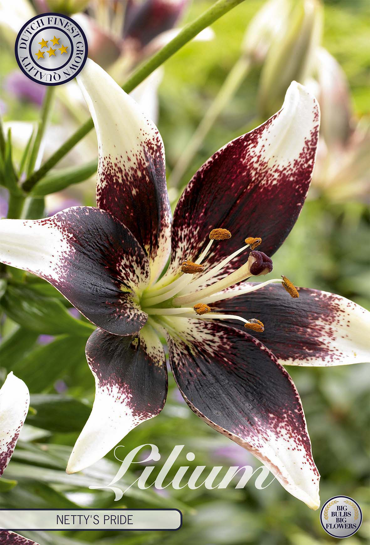 Lilium Nettys Trots
