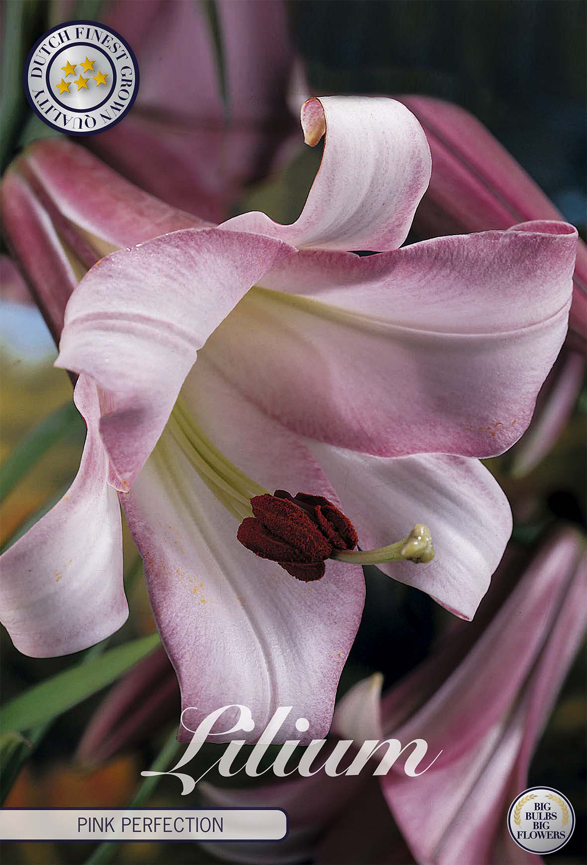 Lilium Roze Perfectie