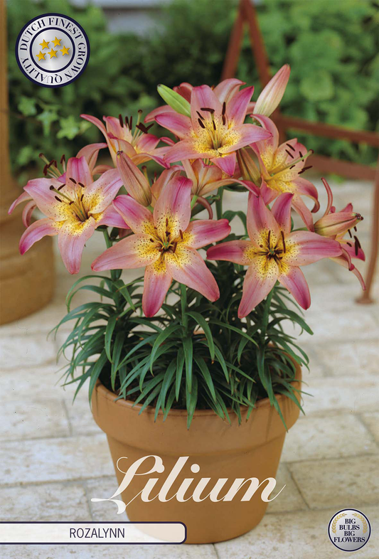 Lilium Rozalynn