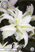 Lilium Kom van Schoonheid
