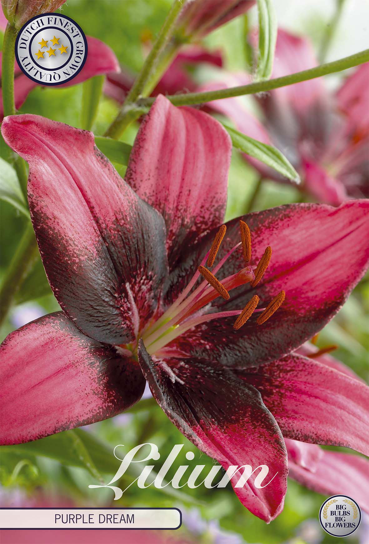 Lilium Paarse Droom