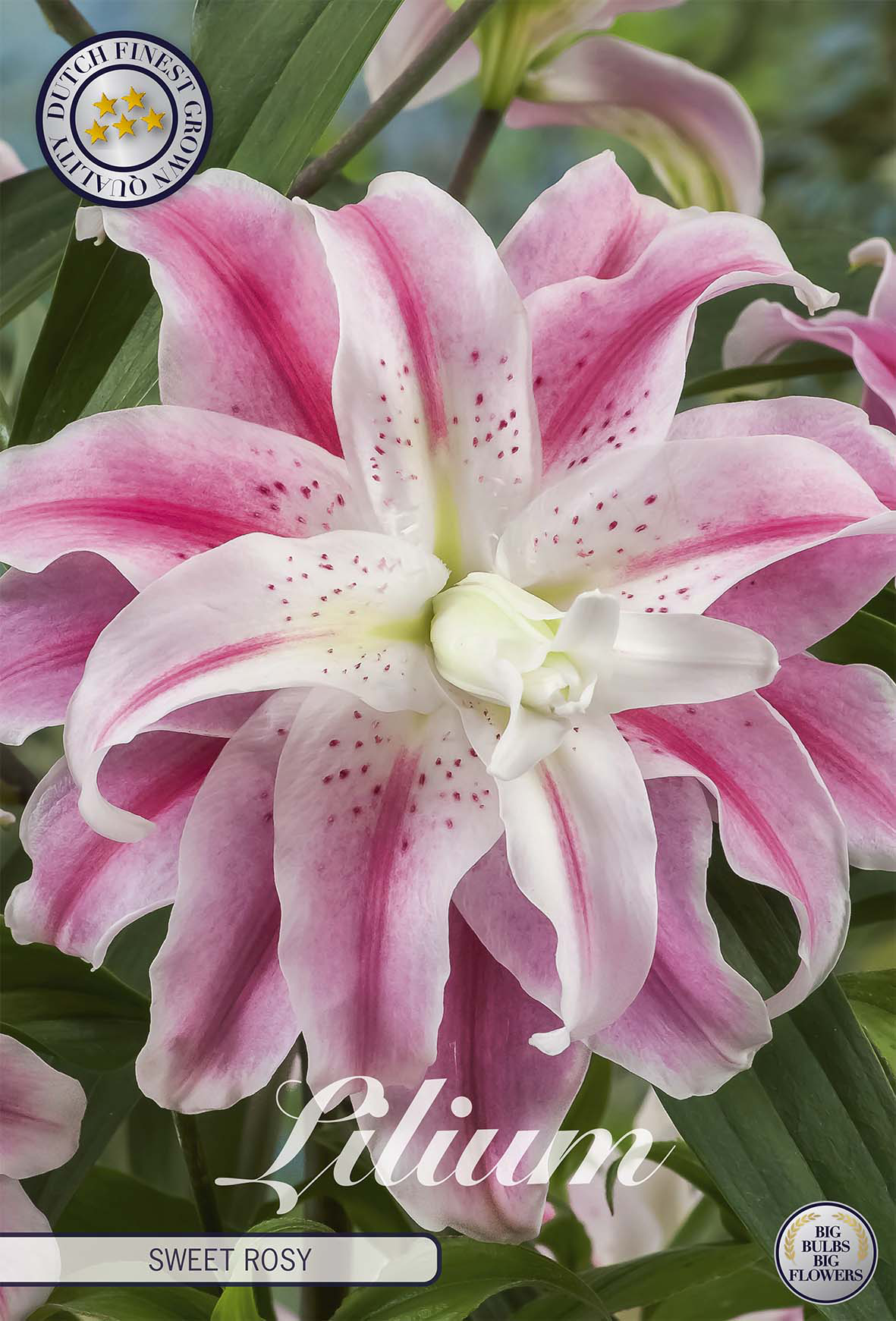 Lilium Zoet Rosy