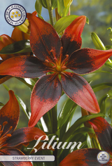 Lilium Aardbeienevenement