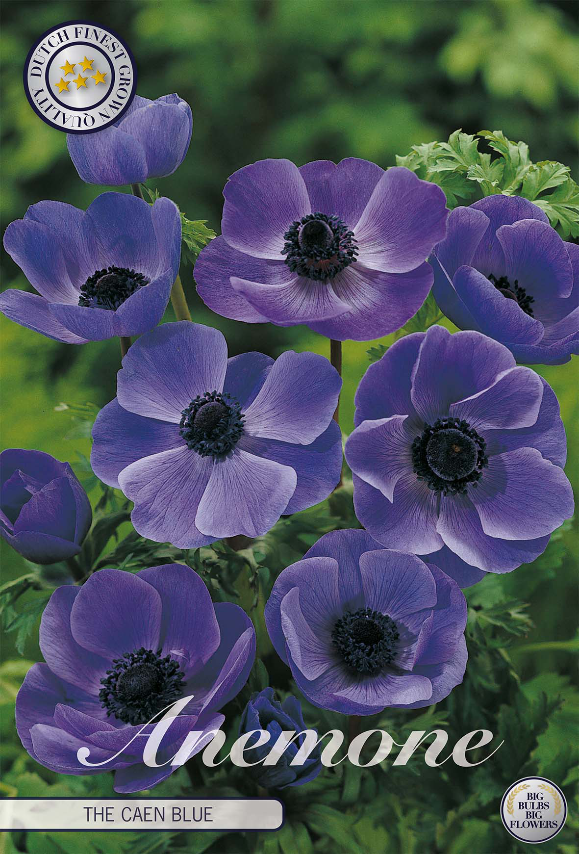 Anemoon Coronaria The Caen Blue