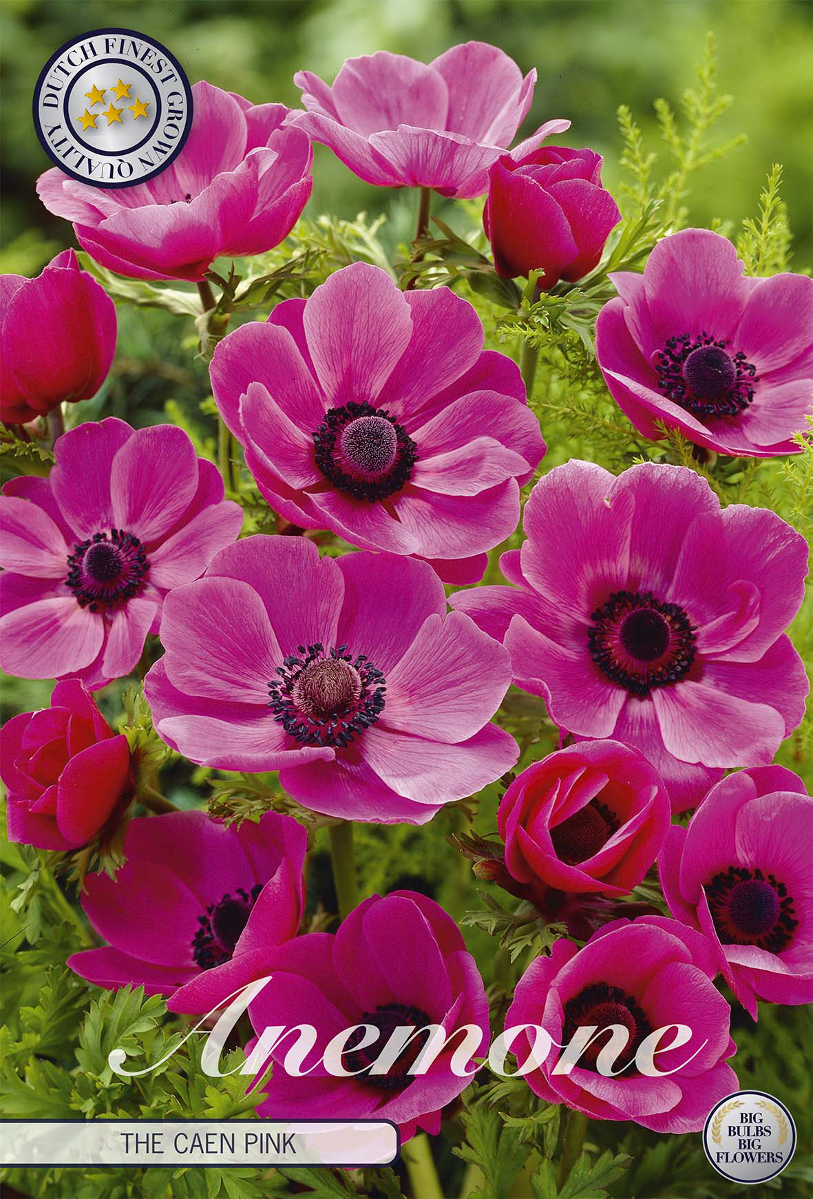 Anemoon Coronaria The Caen Rose