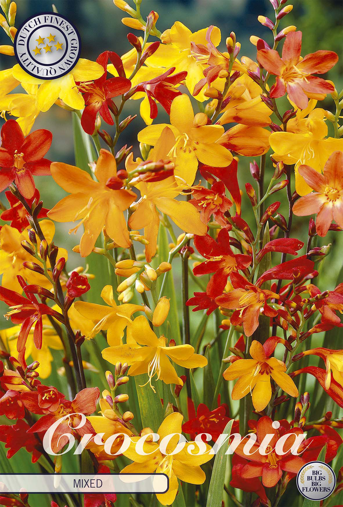Crocosmia Gemengd