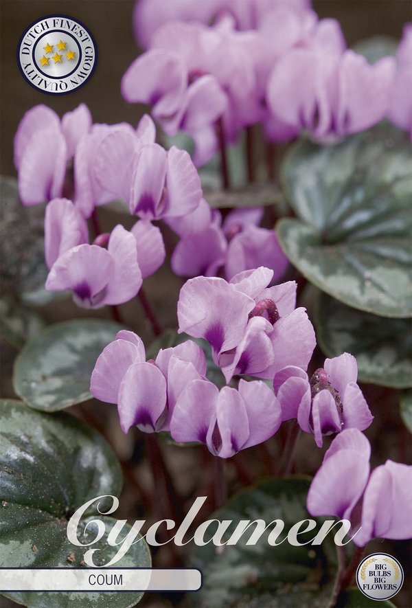 Cyclamen Coum