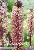Eucomis Comosa Mousserende Bourgogne