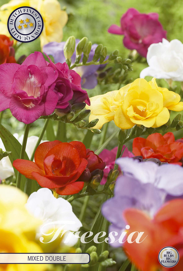 Freesia dubbel gemengd