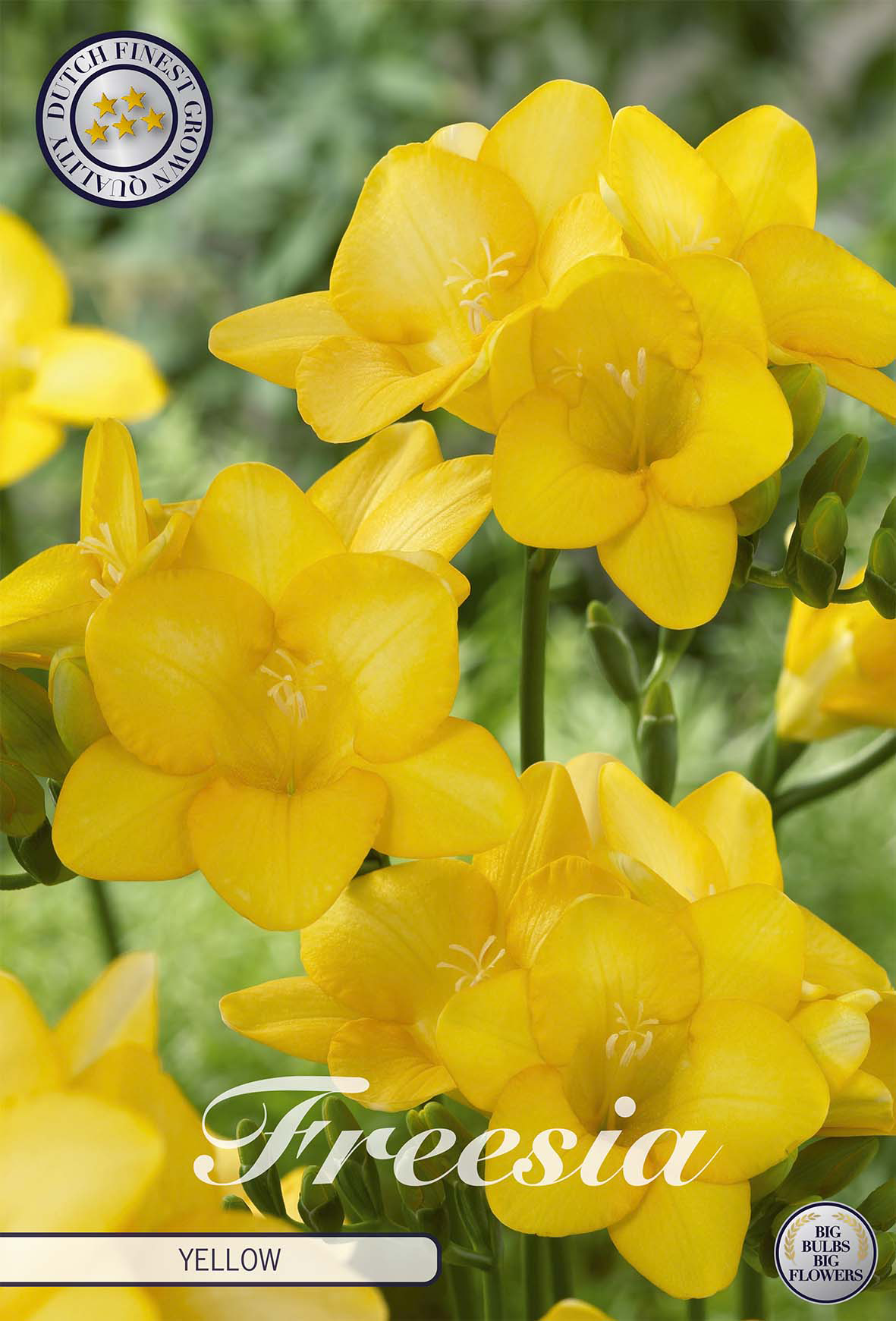 Freesia geel