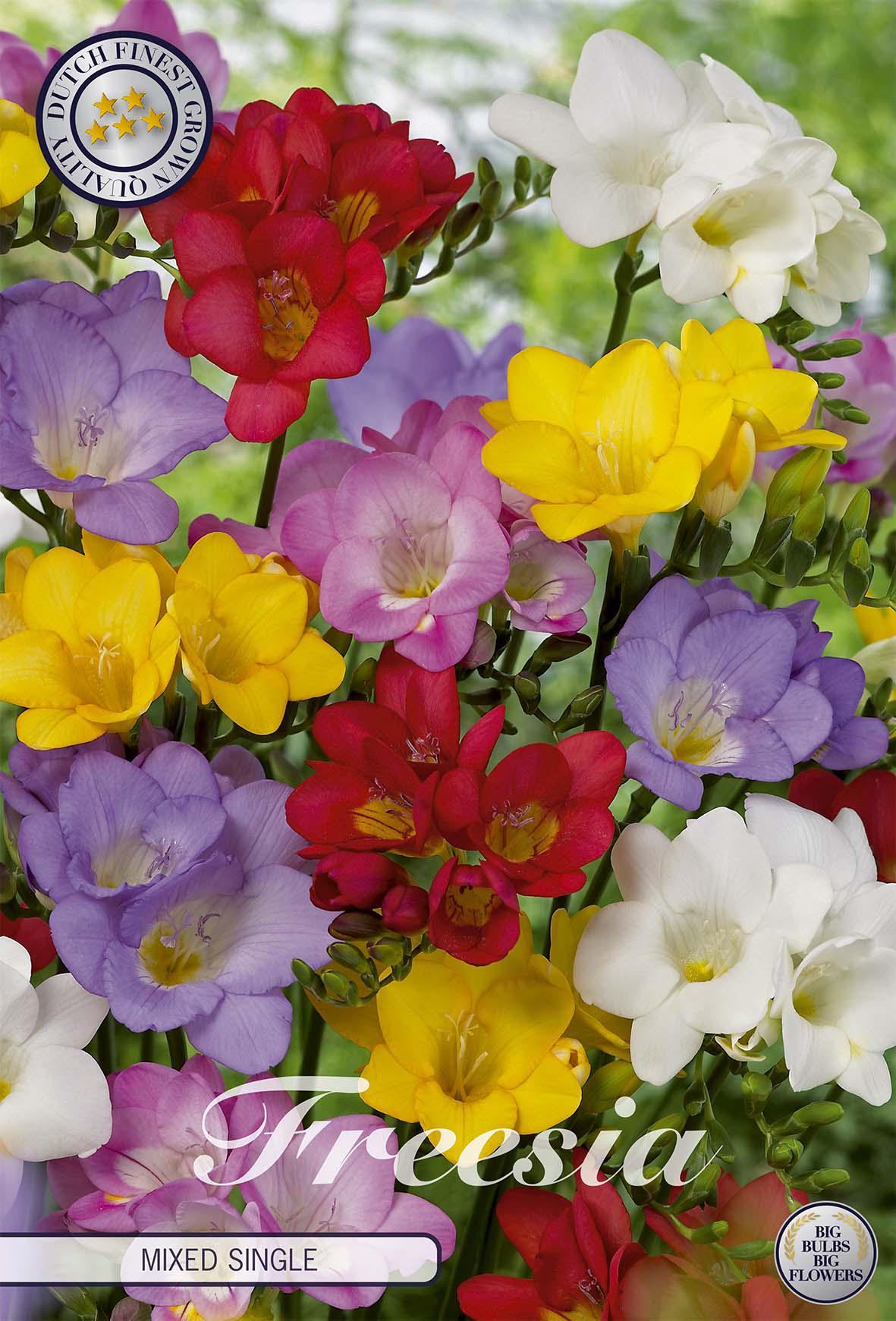 Freesia enkelvoudig gemengd