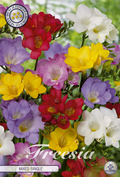 Freesia enkelvoudig gemengd