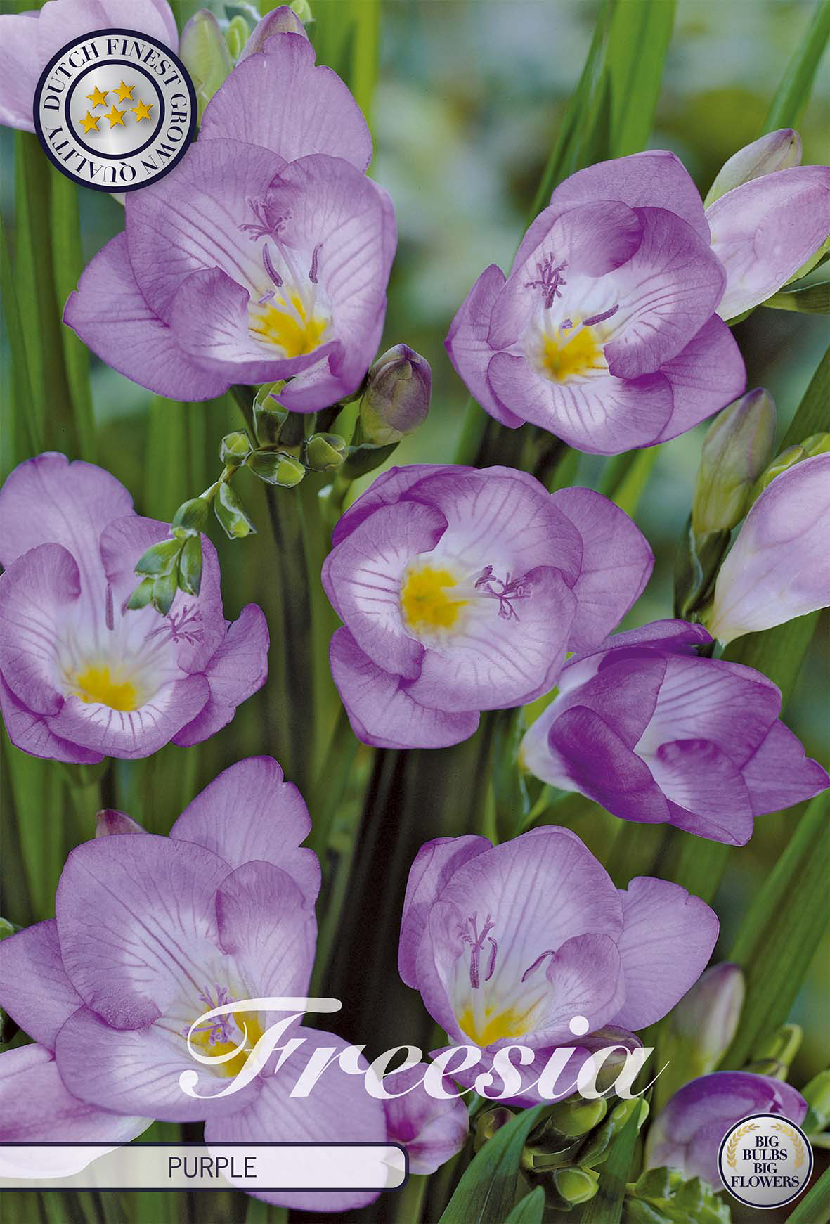 Freesia paars