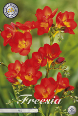 Freesia Rood