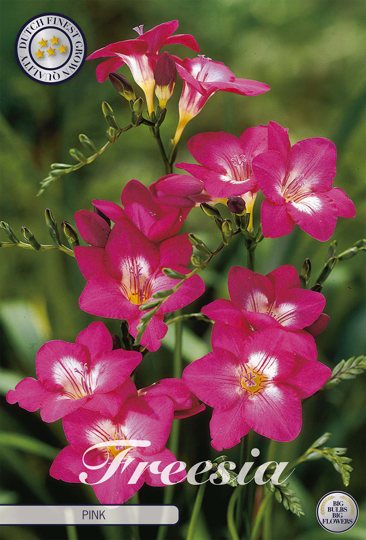 Freesia roze