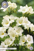 Freesia wit