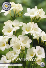 Freesia wit