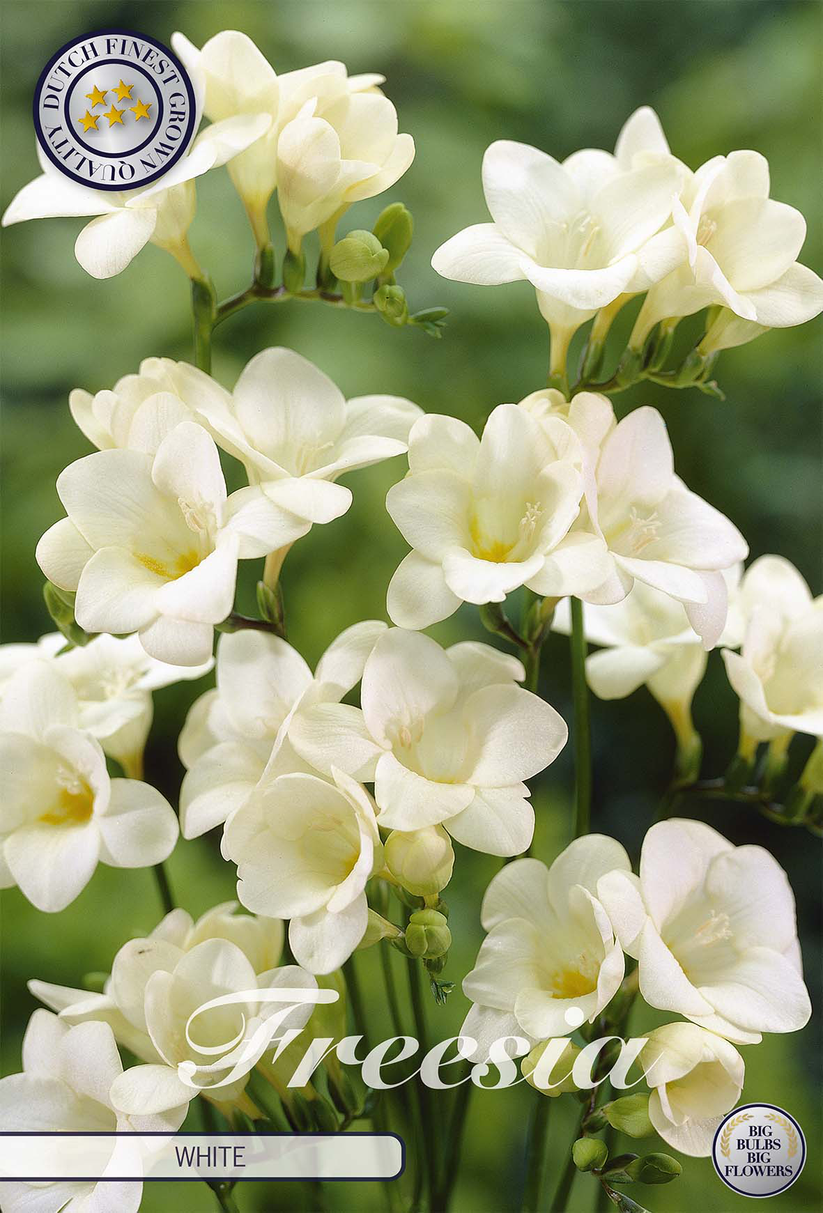 Freesia wit