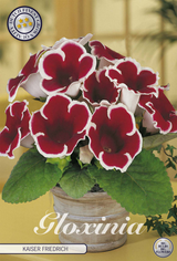 Gloxinia Kaiser Friedrich