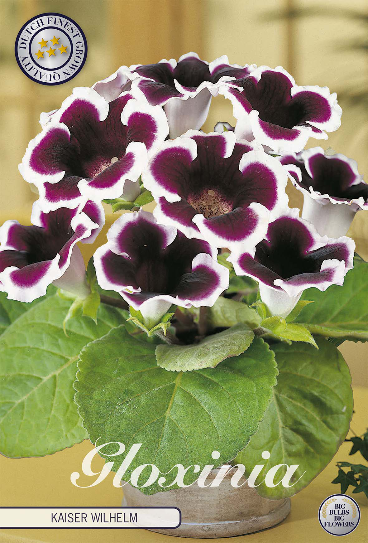 Gloxinia Keizer Wilhelm