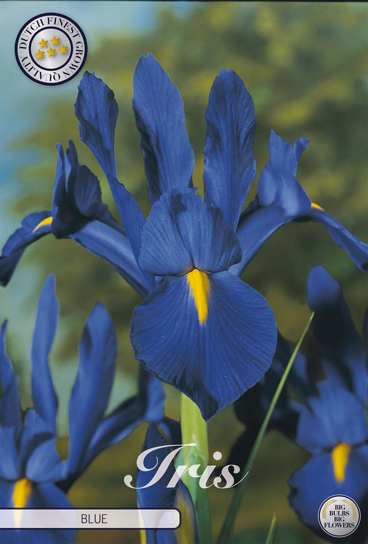 Iris Hollandica Blauw