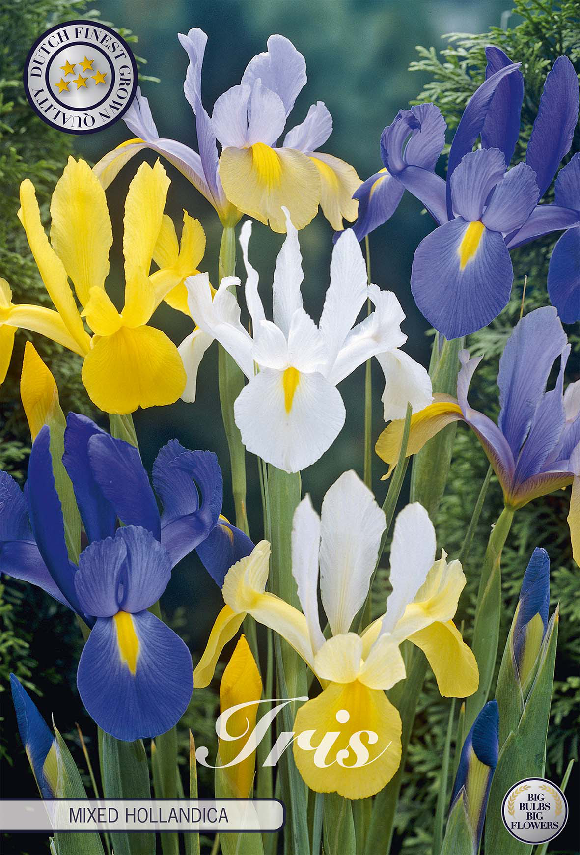 Iris Hollandica Gemengd