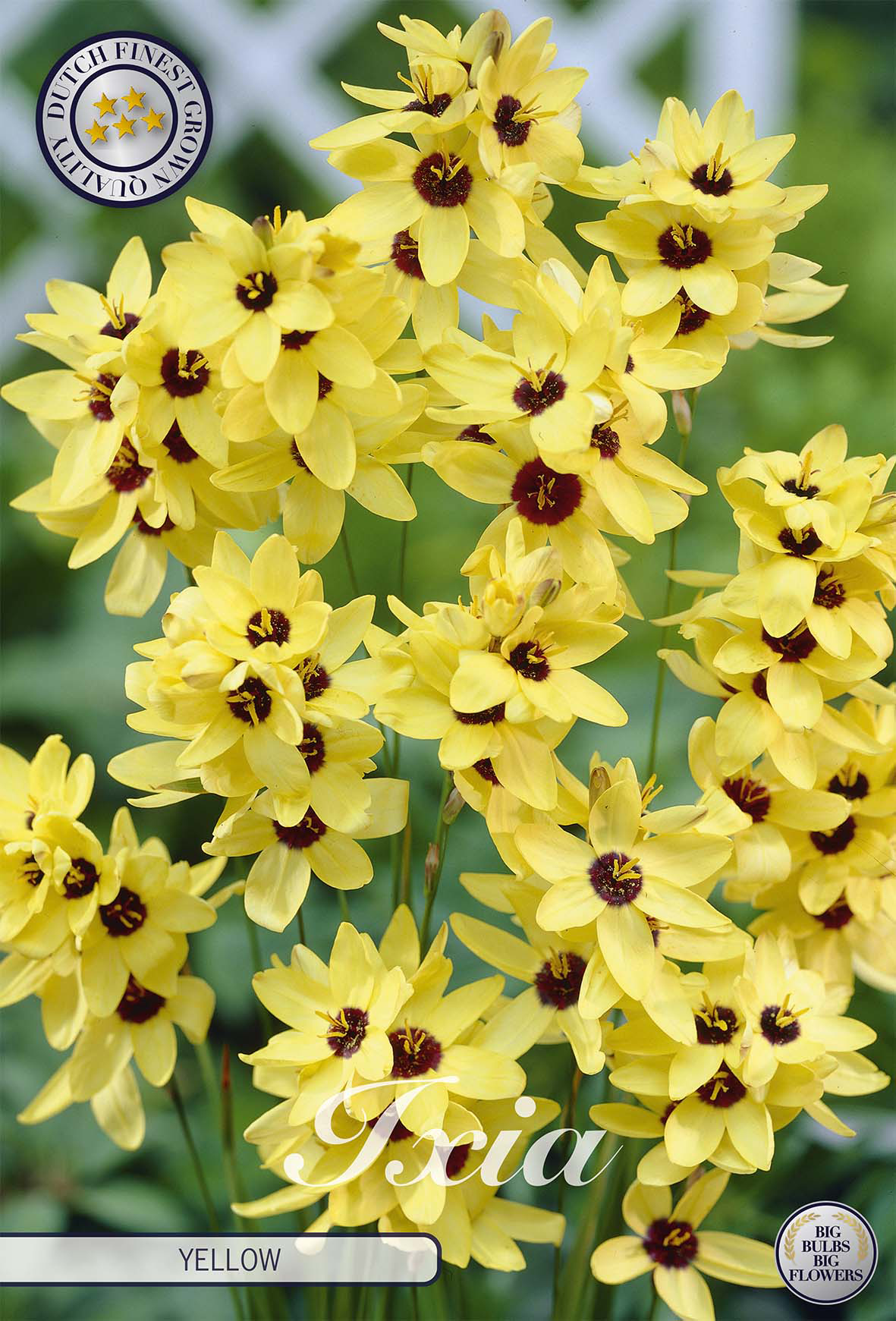 Ixia Geel