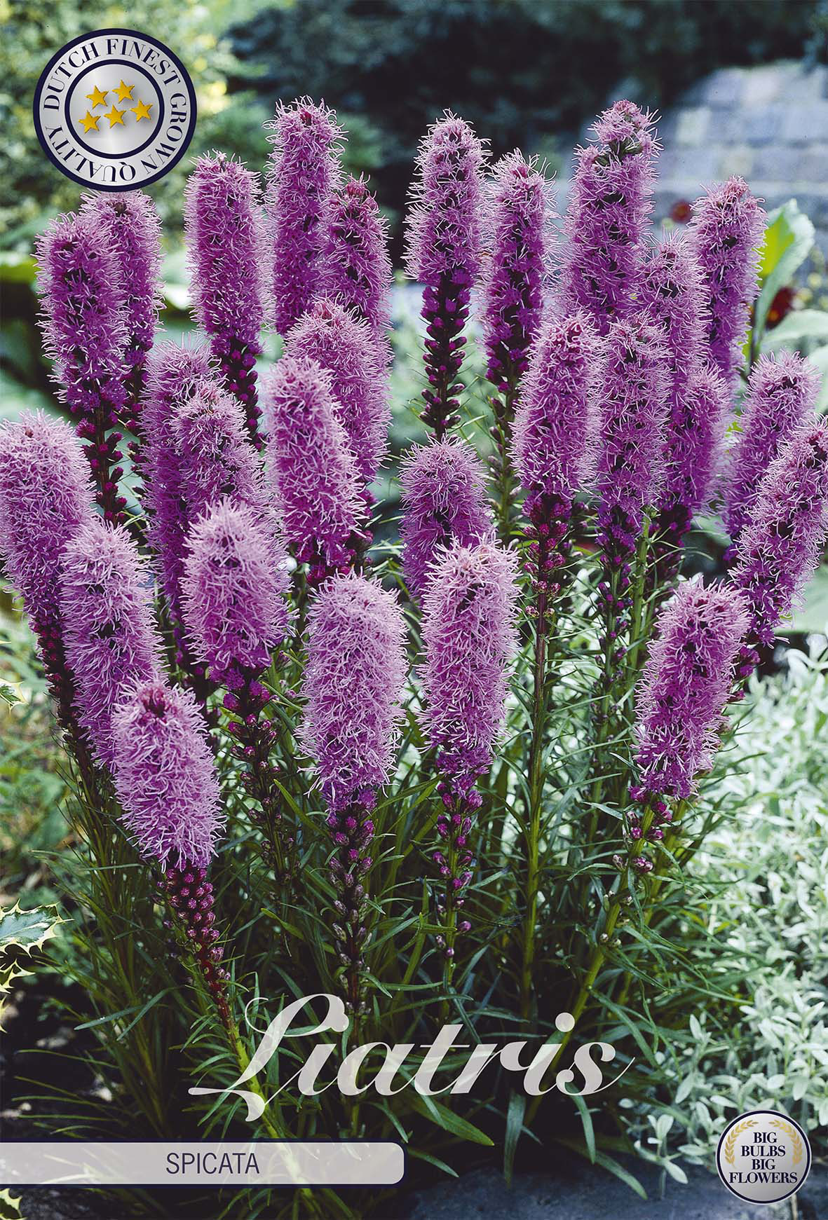 Liatris Spicata
