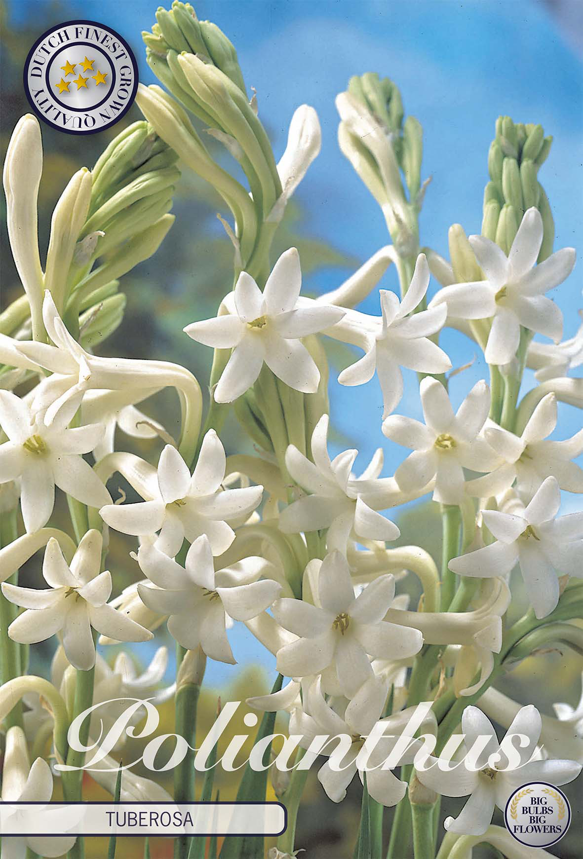 Polianthes Tuberosa