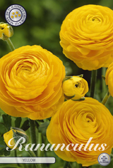 Ranunculus geel