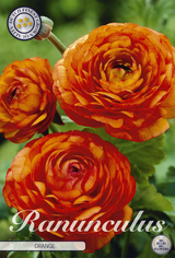 Ranunculus Oranje