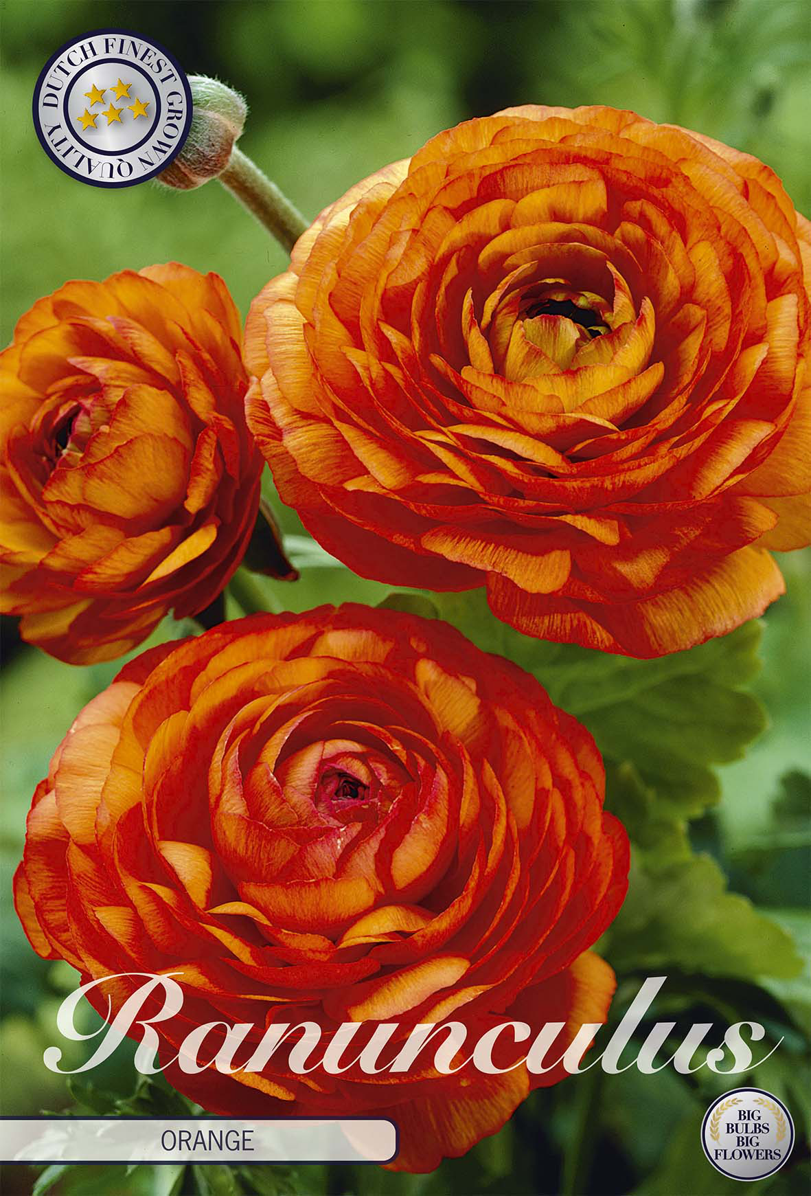 Ranunculus Oranje