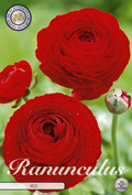 Ranunculus rood