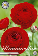 Ranunculus rood