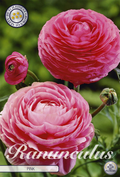 Ranunculus roze