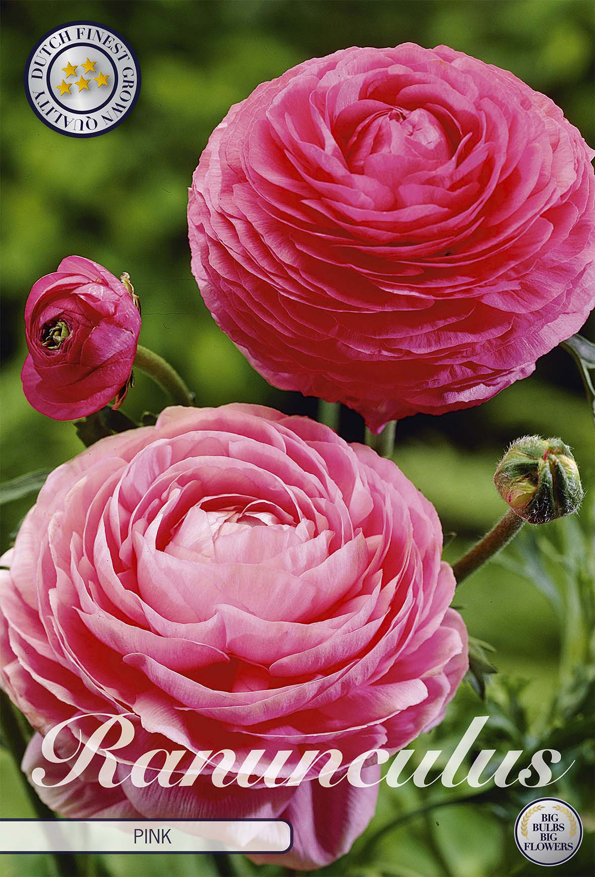 Ranunculus roze