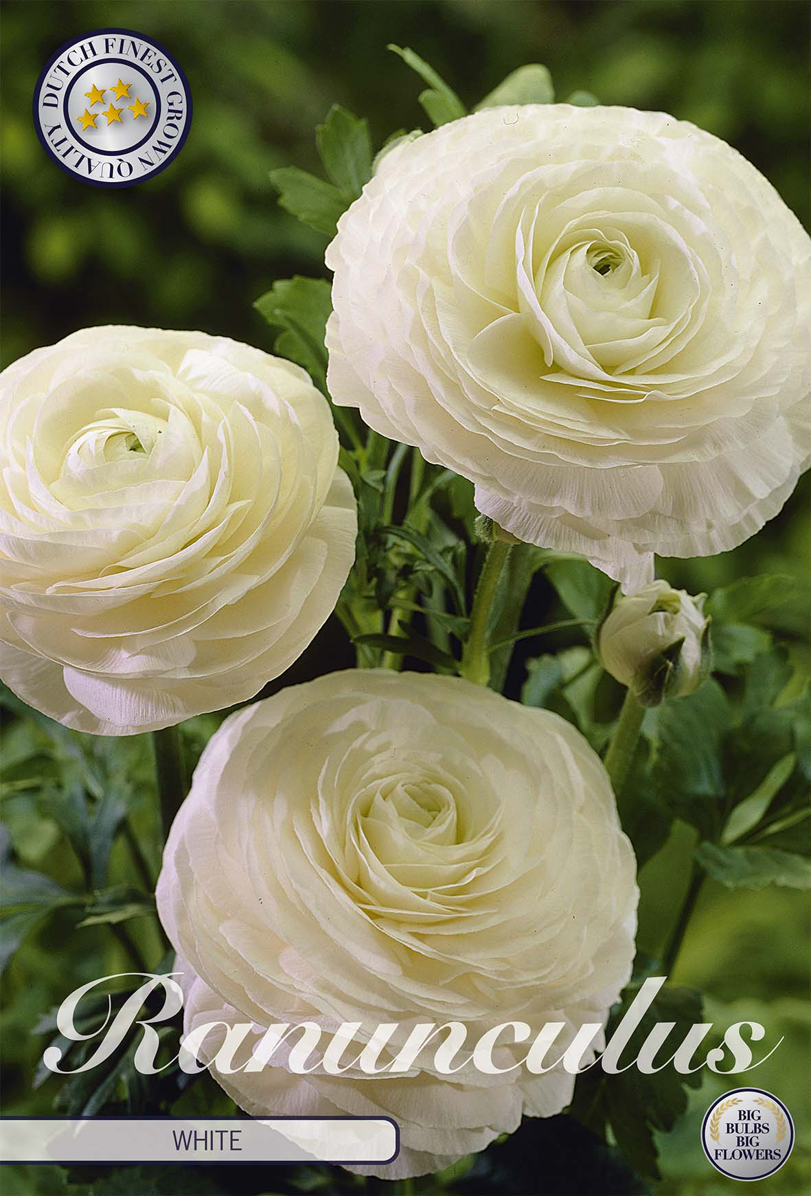 Ranunculus wit