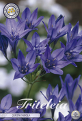 Tritelia Koningin Fabiola