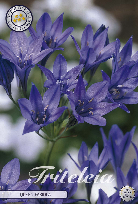 Tritelia Koningin Fabiola