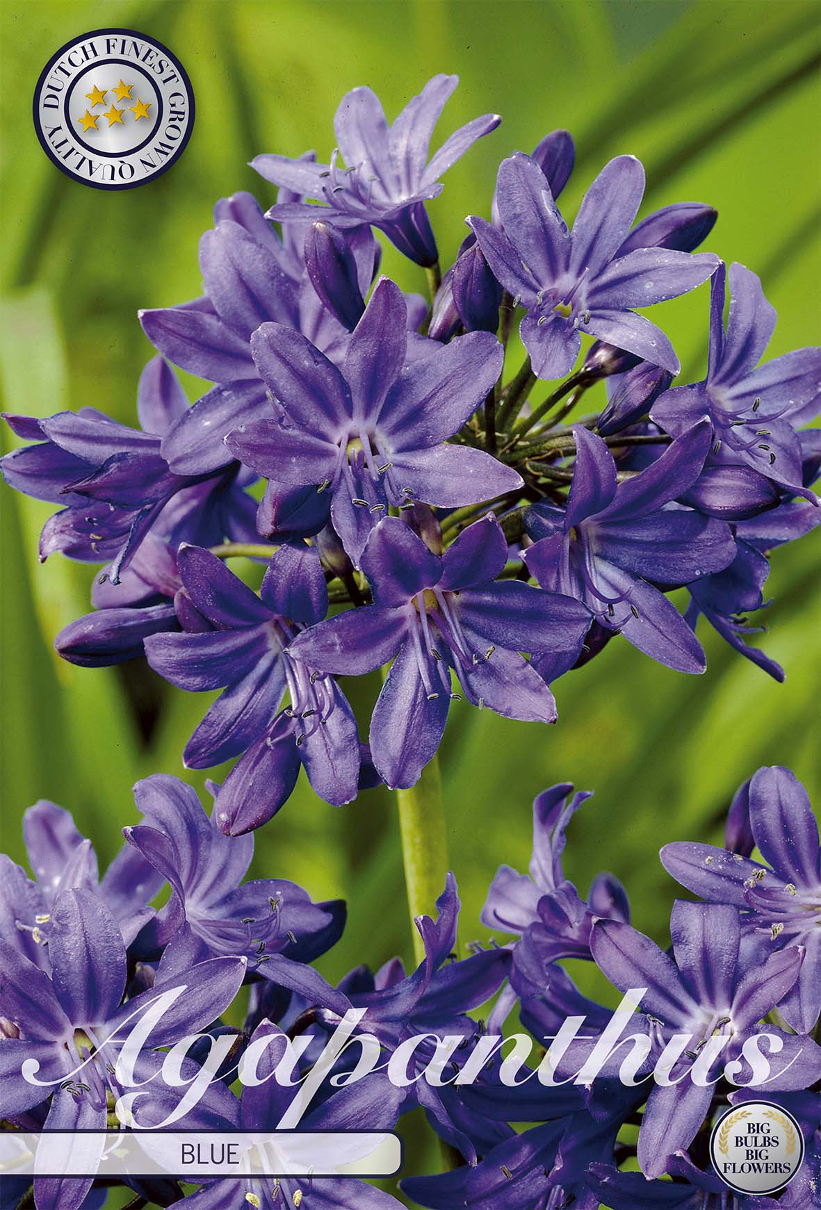 Agapanthus Blauw