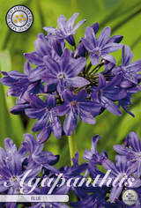 Agapanthus Blauw